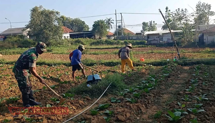 Babinsa Palengaan Laok Bantu Petani Rawat Tanaman Tembakau