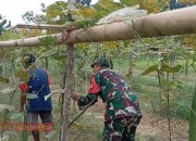 Babinsa Palengaan Dukung Ketahanan Pangan Lewat Komsos dengan Petani Gambas