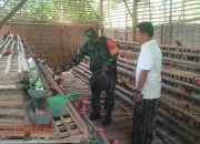 Babinsa Trasak Lakukan Komsos dengan Peternak Ayam Petelur, Dukung Pengembangan UMKM
