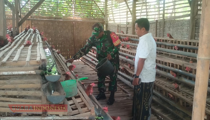 Babinsa Trasak Lakukan Komsos dengan Peternak Ayam Petelur, Dukung Pengembangan UMKM