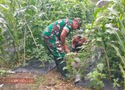 Babinsa Koramil Waru Bantu Warga Bersihkan Kebun, Dukung Ketahanan Pangan Desa