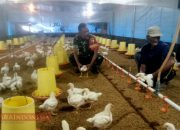 Babinsa Montok Lakukan Komsos dengan Peternak Ayam Broiler, Dukung Ketahanan Pangan Masyarakat