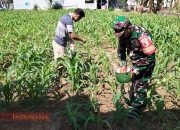 Babinsa Tentenan Timur Bantu Petani Lakukan Pemupukan Jagung, Wujud Dukungan terhadap Ketahanan Pangan