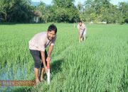 Kementerian ATR/BPN Ajak Masyarakat Pasang Patok Batas Tanah Lewat Program GEMAPATAS