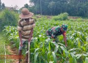 Babinsa Taro’an Bantu Petani Rawat Tanaman Jagung 13 Babinsa Taro’an Bantu Petani Rawat Tanaman Jagung