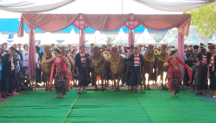 Disbudporapar Sumenep Gelar Festival Kontes Sape Sonok, Libatkan Generasi Muda untuk Pelestarian Budaya
