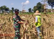Babinsa Bandungan Bantu Warga Panen Jagung, Dukung Ketahanan Pangan