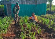 Babinsa Batumarmar Bantu Petani Rawat Tanaman Jagung