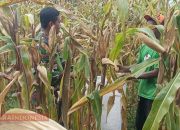 Babinsa Desa Kadur Dampingi Petani Panen Jagung