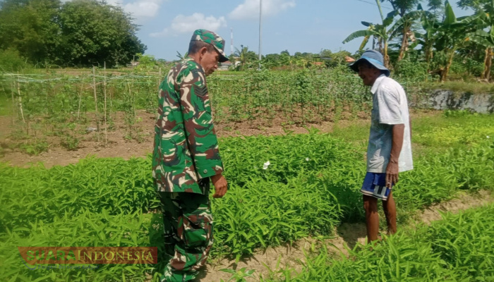 Babinsa Koramil 0826-04 Galis Jalin Komsos dengan Petani Sayuran di Desa Pandan