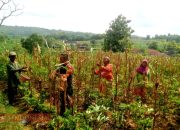 Babinsa Batumarmar Ikut Serta Bantu Warga Panen Jagung