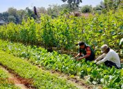 Babinsa Palengaan Dukung Petani Sayur untuk Dorong Ekonomi Masyarakat