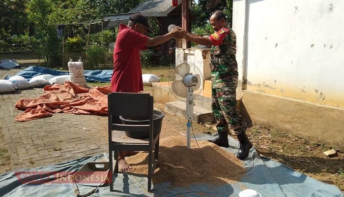 Babinsa Koramil 0826-01 Pamekasan Bantu Warga Bersihkan Gabah Kering