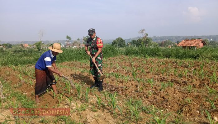 Babinsa Koramil 0826-10 Waru Bantu Petani Olah Lahan Jagung