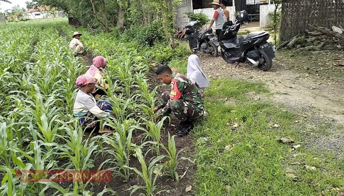 Babinsa Pademawu Dorong Petani Tingkatkan Semangat Bertani