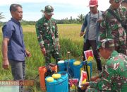 Distan Aceh Utara Tanggulangi Wabah Hama Wereng Kakao Di Cot Girek 12 Distan Aceh Utara Tanggulangi Wabah Hama Wereng Kakao Di Cot Girek
