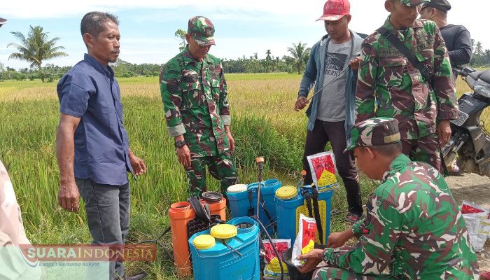 ‎Distan Aceh Utara Tanggulangi Wabah Hama Wereng Kakao Di Cot Girek