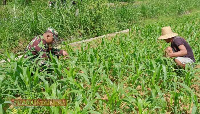 Babinsa Bajang Dukung Petani Rawat Tanaman Jagung untuk Ketahanan Pangan