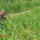 Babinsa Bajang Dukung Petani Rawat Tanaman Jagung untuk Ketahanan Pangan