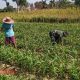 Babinsa Dasok Dampingi Petani Rawat Tanaman Jagung