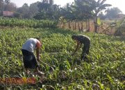 Babinsa Koramil Waru Bantu Petani Tingkatkan Produktivitas Jagung
