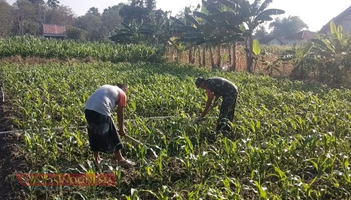 Babinsa Koramil Waru Bantu Petani Tingkatkan Produktivitas Jagung
