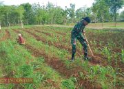 Babinsa Kapong Bantu Warga Rawat Tanaman Jagung di Batumarmar