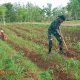 Babinsa Kapong Bantu Warga Rawat Tanaman Jagung di Batumarmar