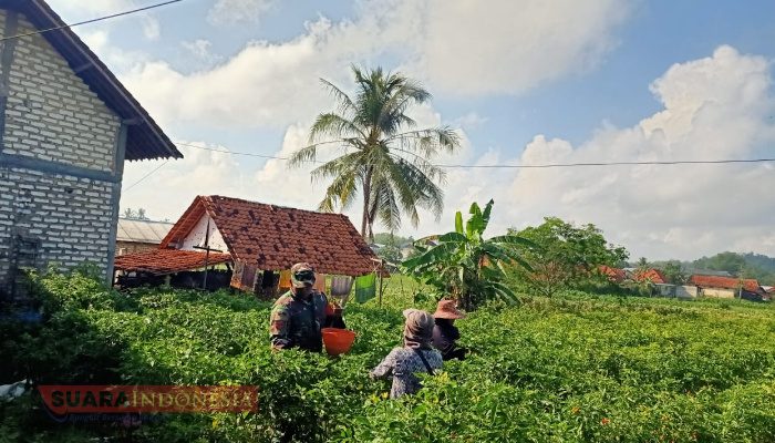 Babinsa Palengaan Laok Dampingi Petani Cabai Melalui Komsos