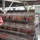 Babinsa Palalang Dukung UMKM Lewat Komsos dengan Peternak Ayam Petelur