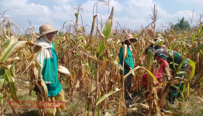 Babinsa Koramil 0826-01 Pamekasan Dampingi Panen Jagung