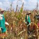 Babinsa Koramil 0826-01 Pamekasan Dampingi Panen Jagung