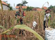 Babinsa Bulangan Branta Dampingi Warga Panen Jagung
