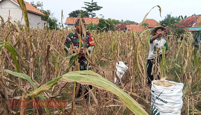 Babinsa Bulangan Branta Dampingi Warga Panen Jagung