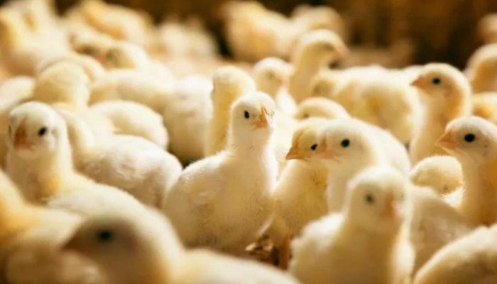 Harga DOC Melambung, Peternak Menjerit Diambang Kritis