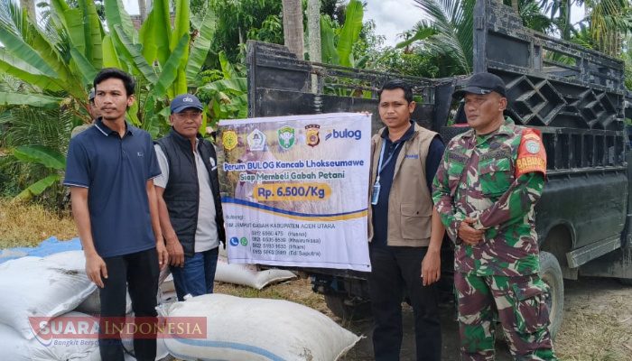 Perum Bulog Sub Devri Lhokseumawe Mulai Serap Hasil Panen Raya Petani Aceh Utara, Harga Gabah Dipastikan Sesuai HPP