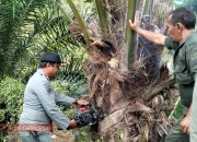 Temukan Tanaman Sawit di Kawasan Hutan, KPHL Unit XII Blangpidie Bongkar 18,5 Hektare Lahan