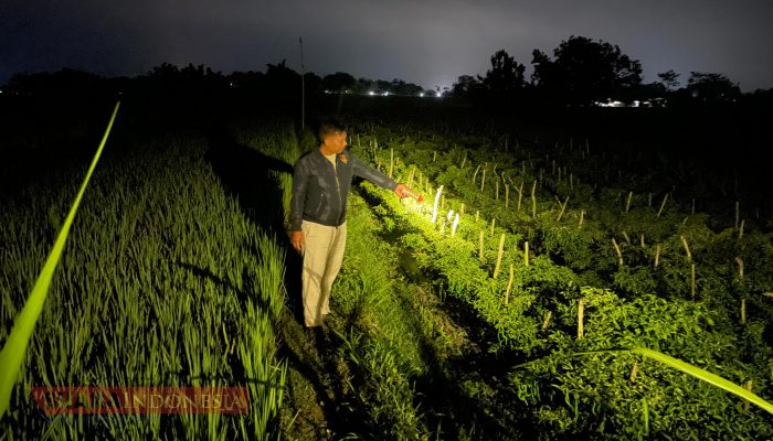 Curi Cabai di Sawah, Pria Asal Bojonegoro Diamankan Polsek Jepon