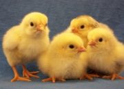 Peternak Ayam Mandiri Pantura Makin Terhimpit Akibat Kuota DOC Belum Merata 9 IMG 20260220 151224