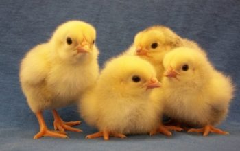 Peternak Ayam Mandiri Pantura Makin Terhimpit Akibat Kuota DOC Belum Merata 3 IMG 20260220 151224