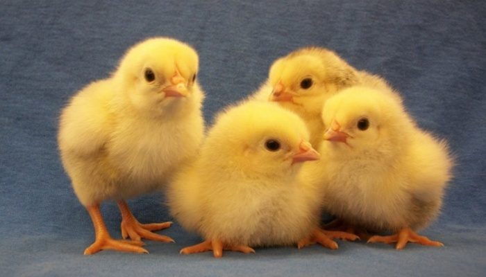 Peternak Ayam Mandiri Pantura Makin Terhimpit Akibat Kuota DOC Belum Merata