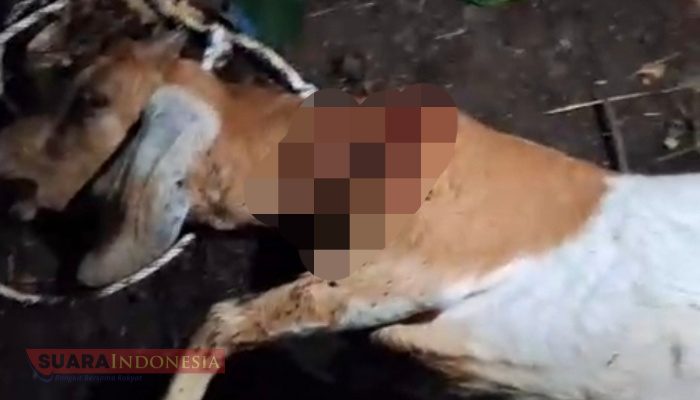 Harimau Terkam Kambing, Warga Dusun Sijuek Pante Bidari Dilanda Ketakutan