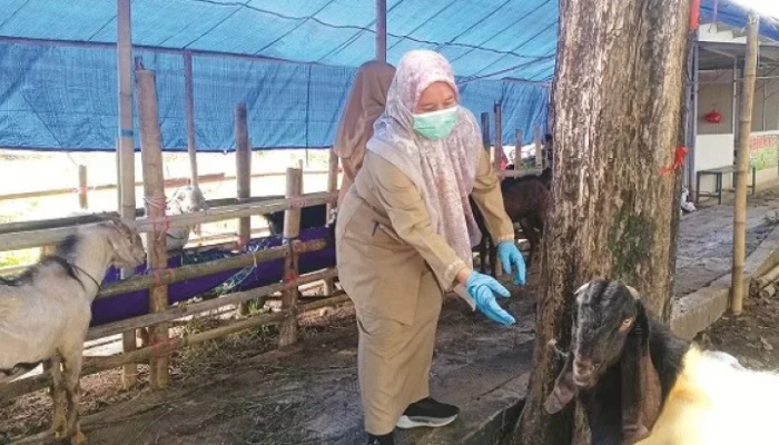 Jelang Iduladha 2026, DKPP Sumenep Perketat Pengawasan Penjualan Hewan Kurban