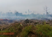 Tumpukan Kayu Bekas Banjir di Aceh Utara Kembali Terbakar, Warga Khawatir Api Menjalar ke Permukiman 9 IMG 20260725 130923