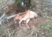 Belasan Sapi Warga Aceh Timur Diduga Diterkam Harimau, Aktivis Soroti Alih Fungsi Hutan 10 IMG 20261011 202342