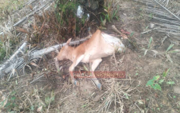 Belasan Sapi Warga Aceh Timur Diduga Diterkam Harimau, Aktivis Soroti Alih Fungsi Hutan 4 IMG 20261011 202342