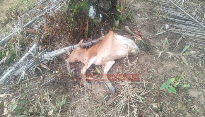 Belasan Sapi Warga Aceh Timur Diduga Diterkam Harimau, Aktivis Soroti Alih Fungsi Hutan